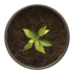 Cocopeat Compost Pot